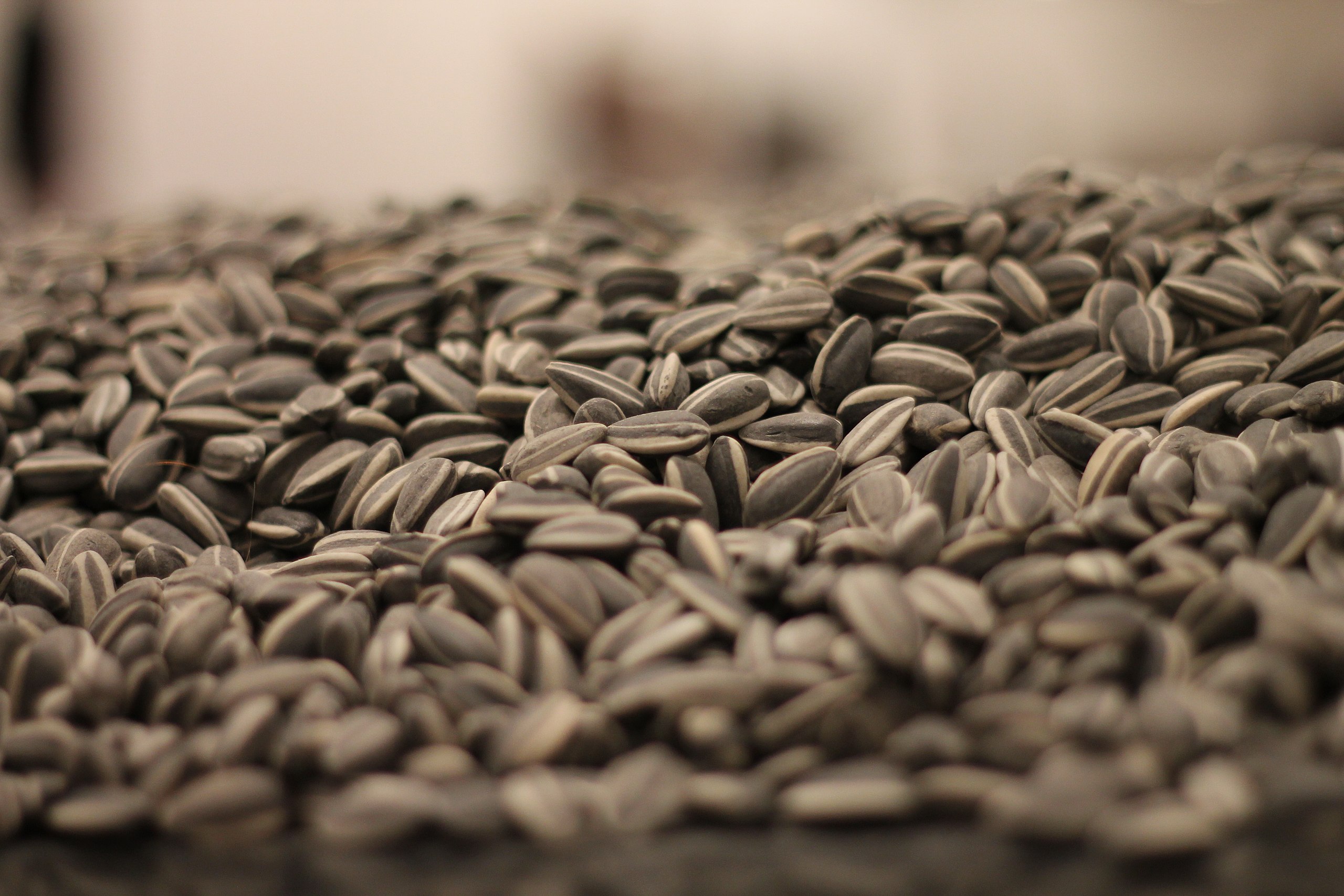 How We Fall in Love with Cha Cha Sunflower Seeds?
