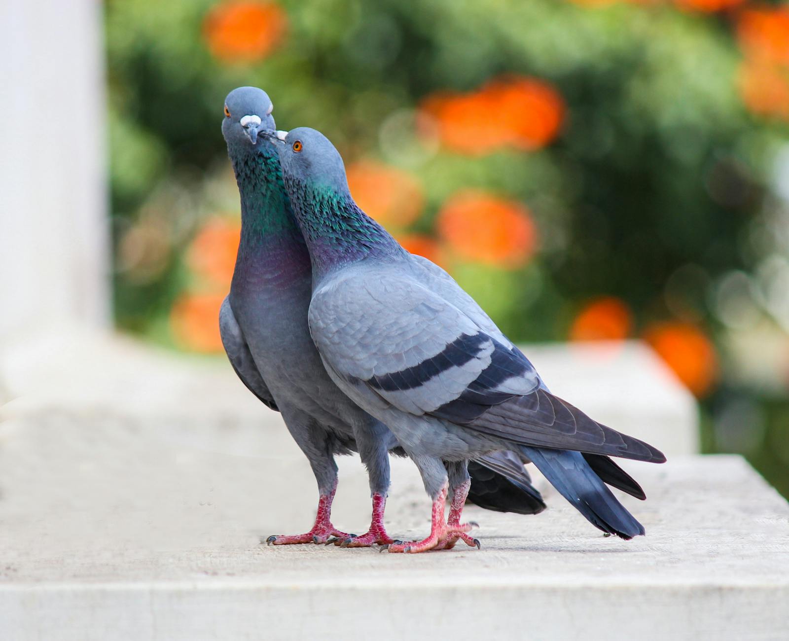 China’s Anti-Bird Collision Network Report Highlights Growing Volunteer Engagement and Urban Policy Shifts