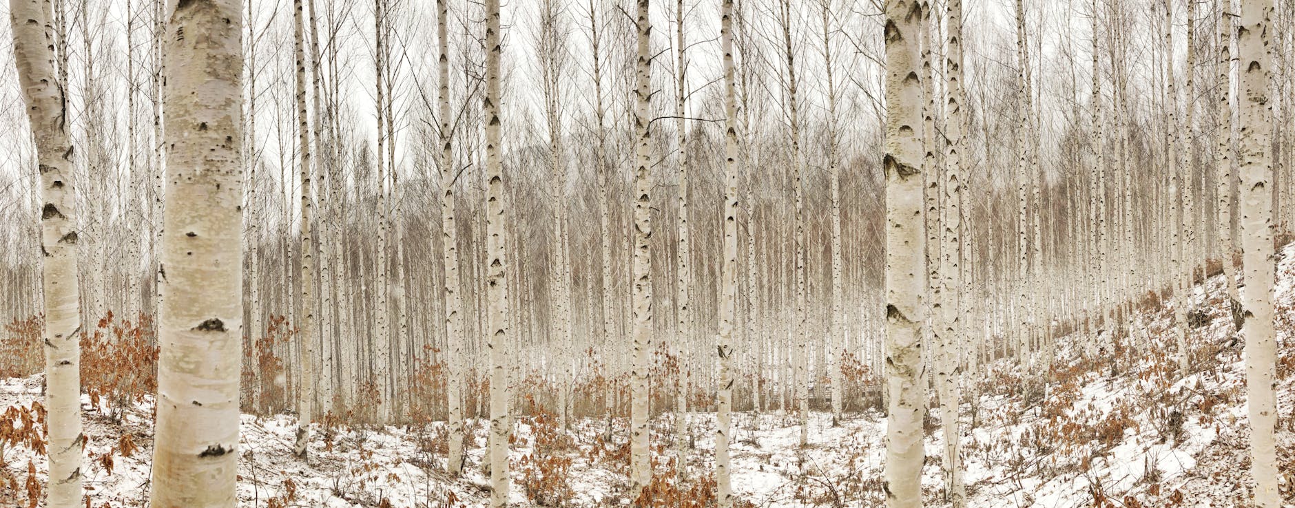 birch tree photography