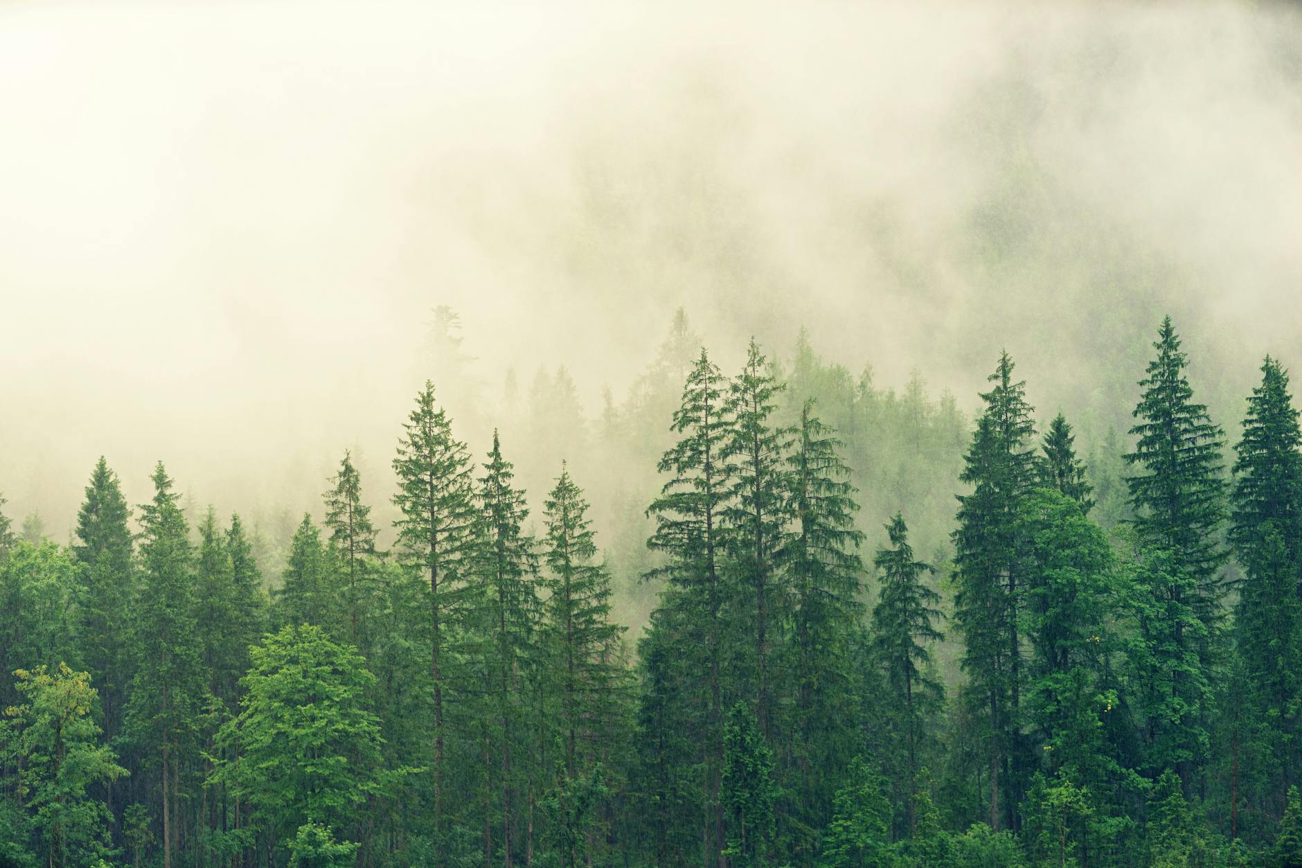 The Unintended Costs of Greening China: A Pollen Nightmare